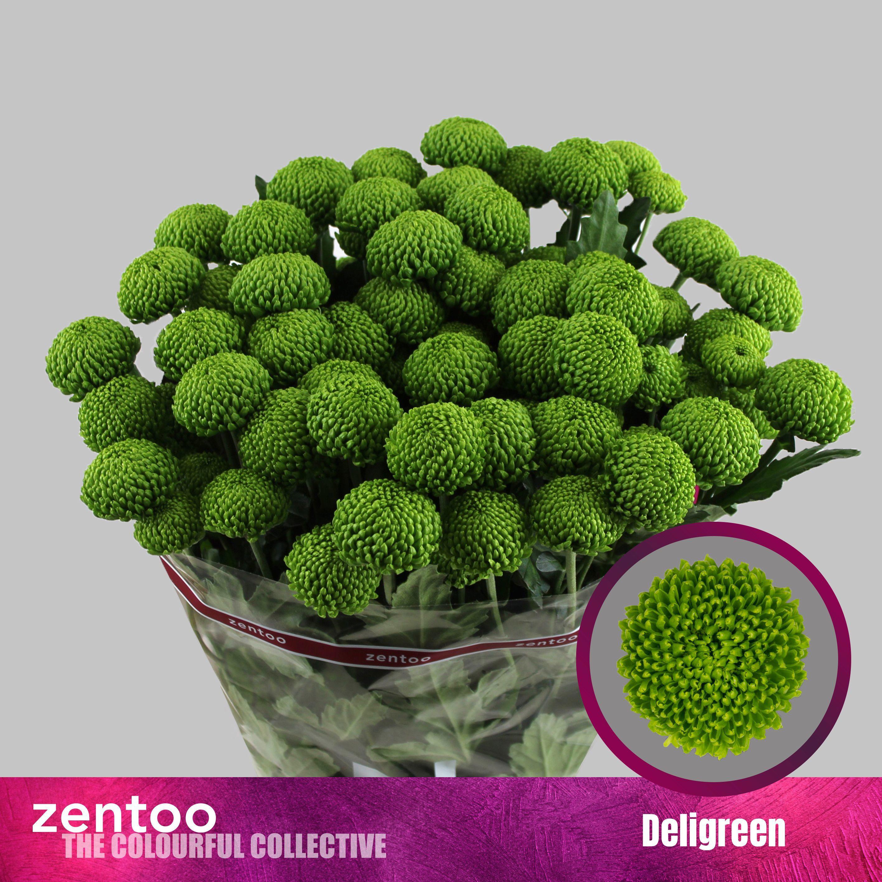 10x Chrysant deligreen 70cm