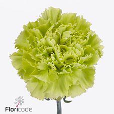 20x Dian.st.green marty 60cm