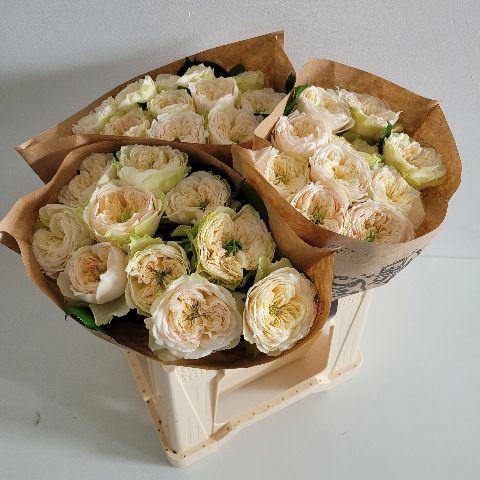 10x Rosa whitby abbey 40cm