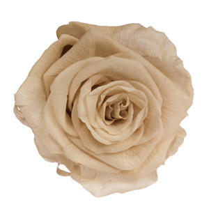 1x Dc pres.rozen sand 60cm