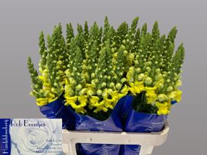 10x Antir.pot.yellow 70cm