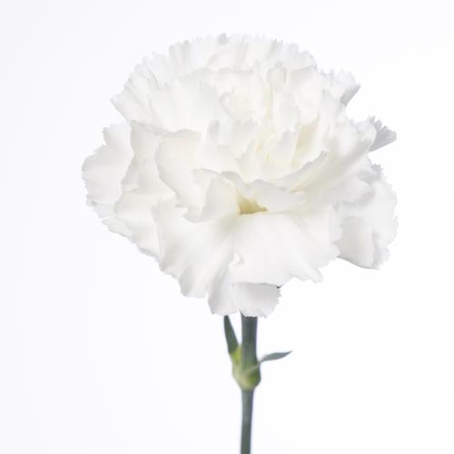 20x Dian.st.north wind 50cm