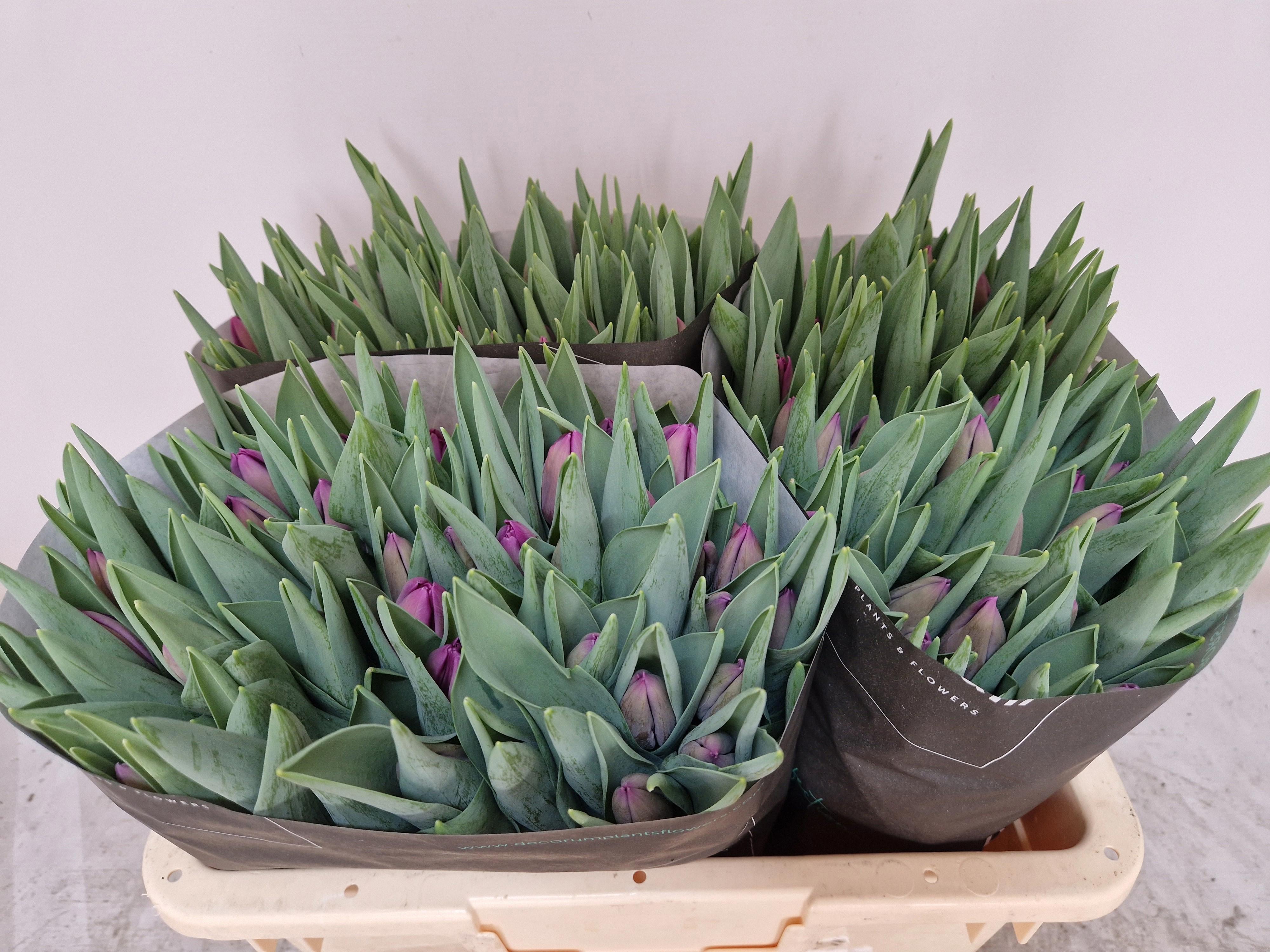 50x Tulipa bullit en 40cm