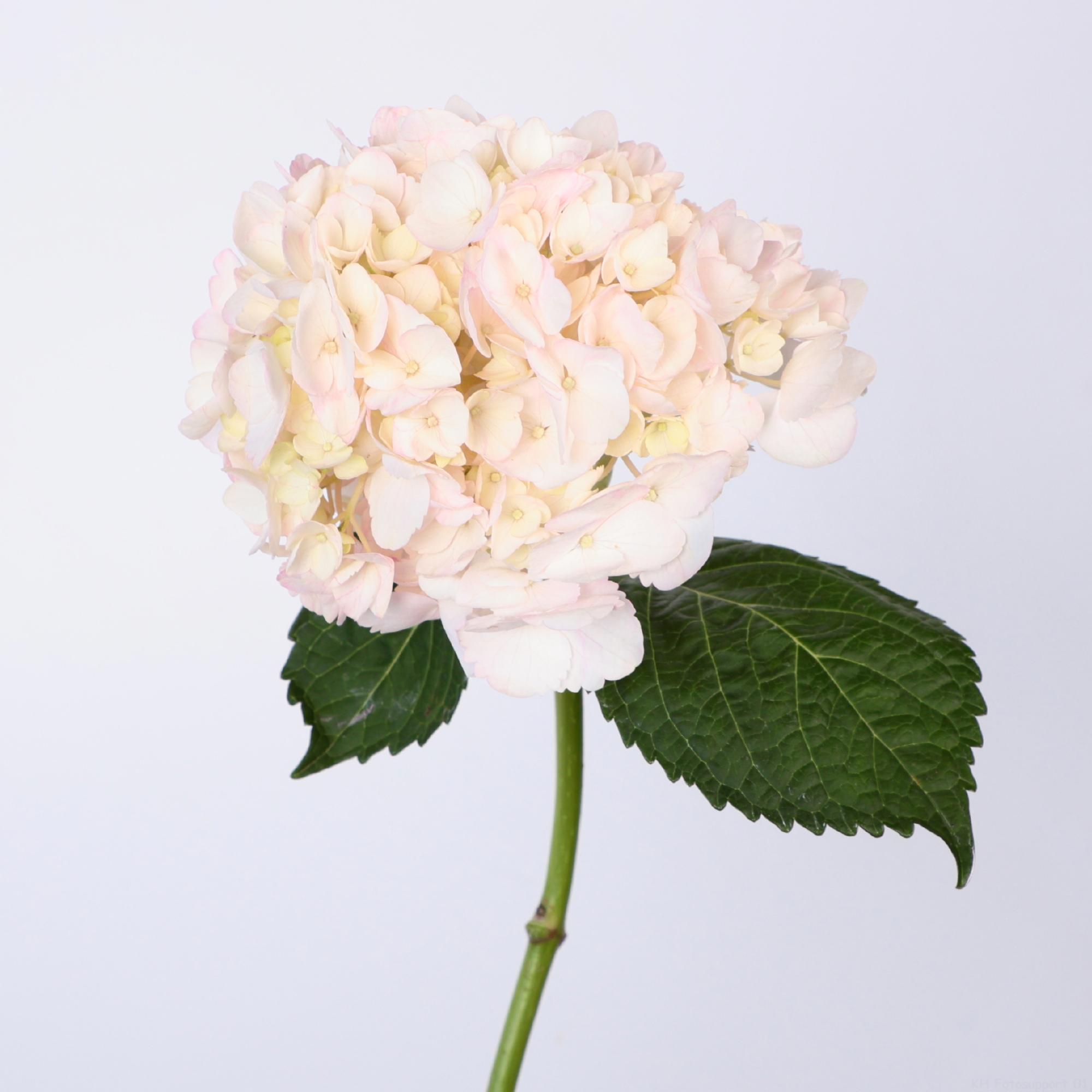 5x Hydr. roze 50cm