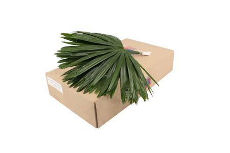10x Sg rhapis palm 50cm