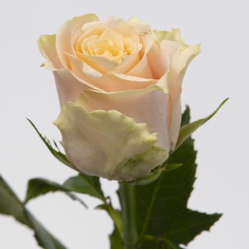 20x Rosa charmant 40cm