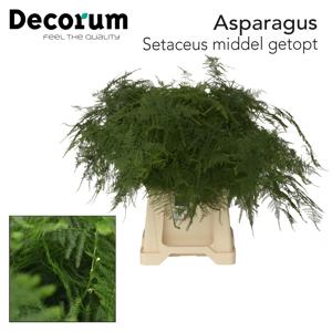 50x Aspar.set.mid.getopt 50cm
