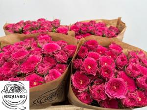 10x Rosa grandmas garden josy 50cm
