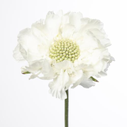 10x Scabiosa midsummer snow 50cm