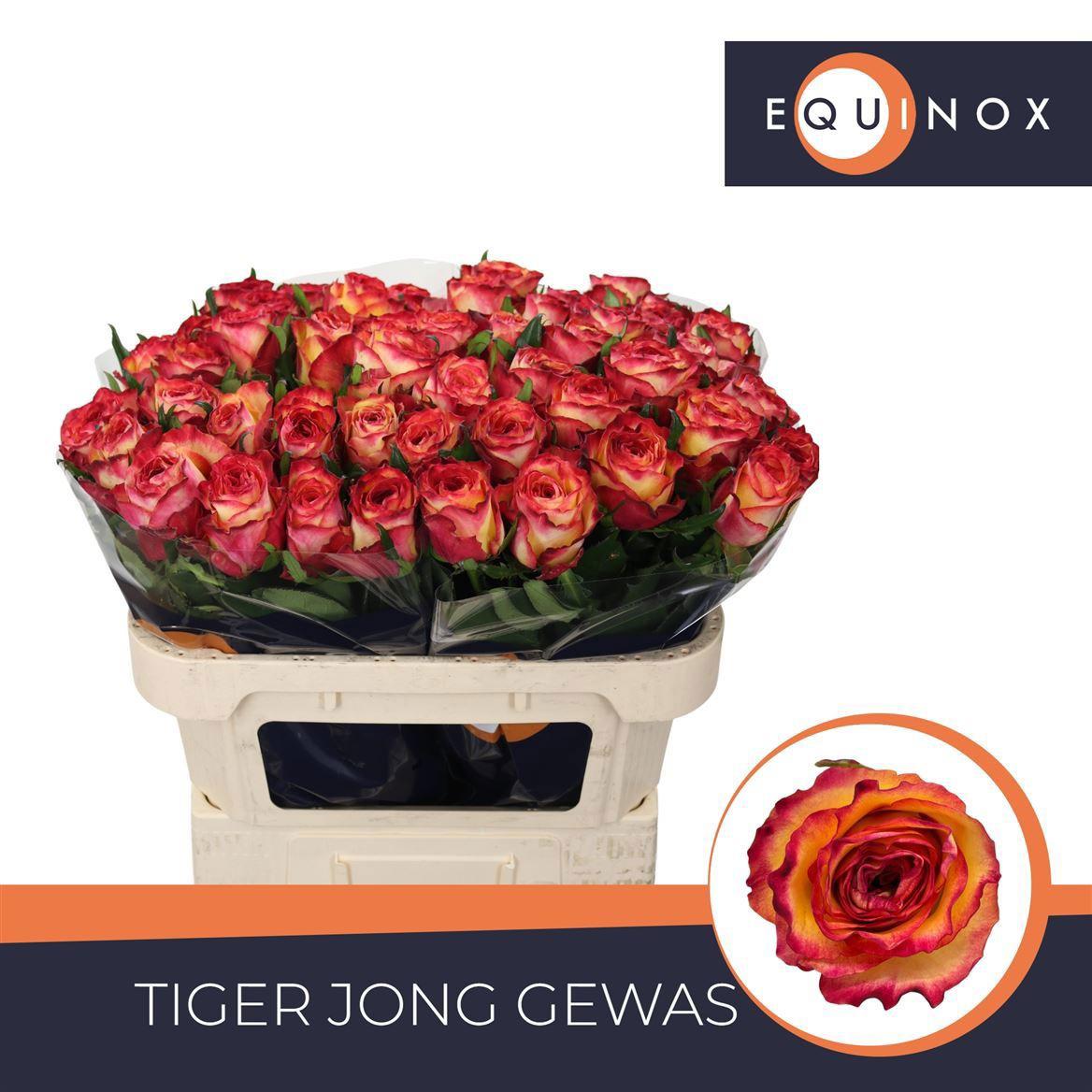 10x Rosa tiger 70cm
