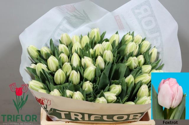 50x Tulipa foxtrot du 40cm