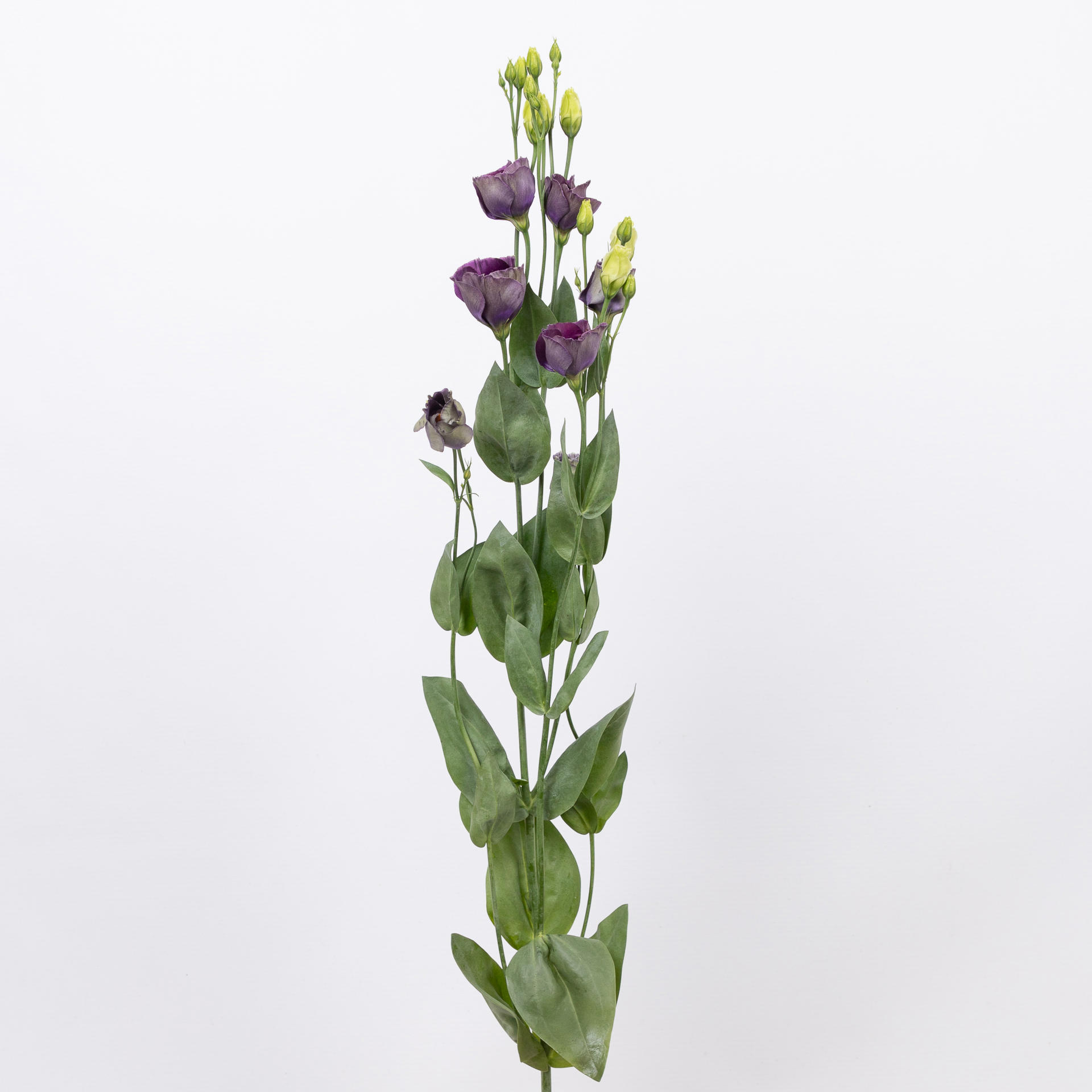10x Eust.bohemian black violet en 70cm