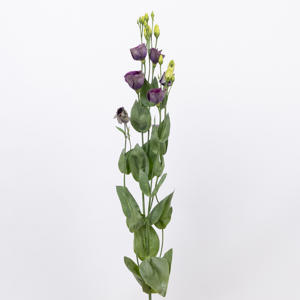 10x Eust.bohemian black violet en 70cm