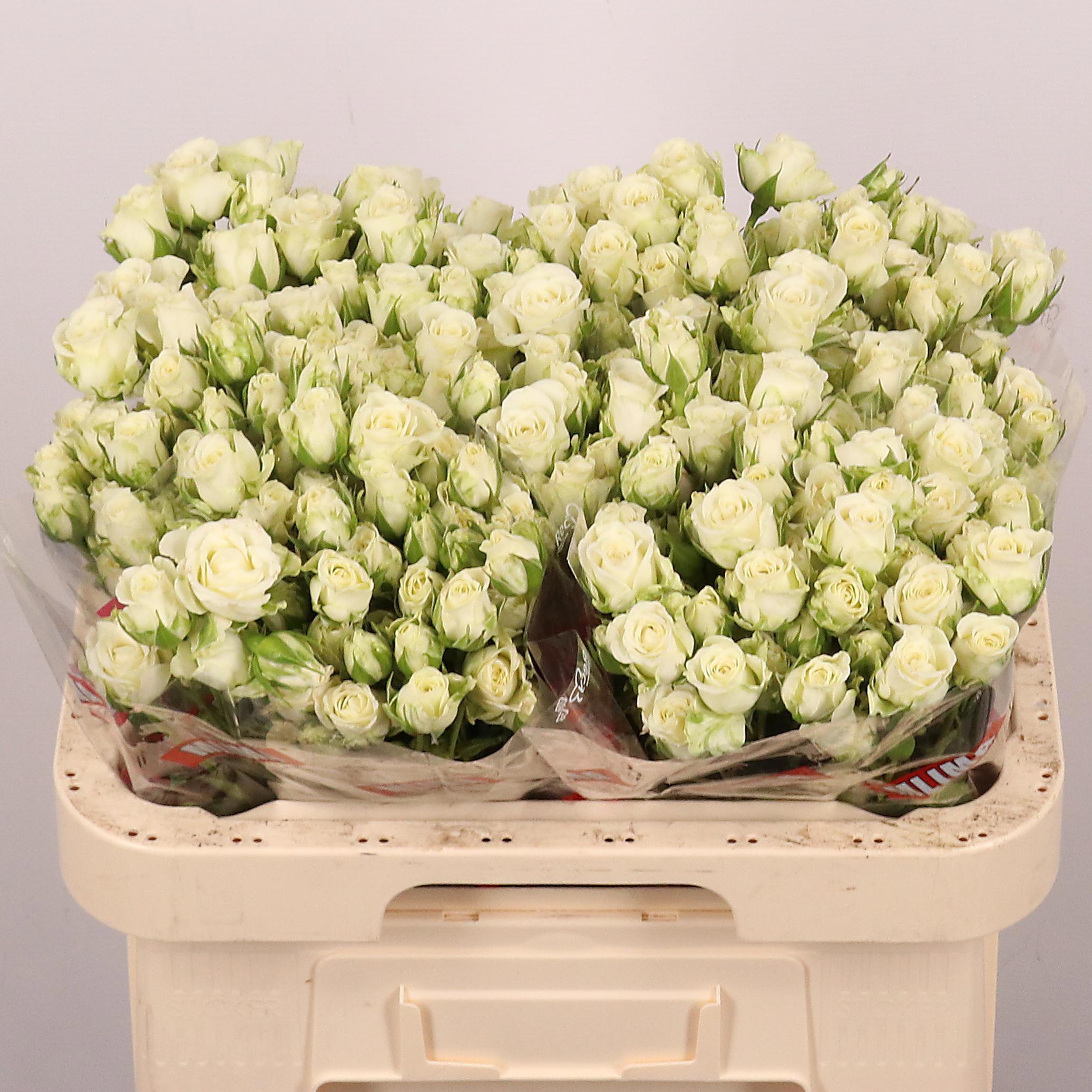 10x Rosa snowflake 60cm