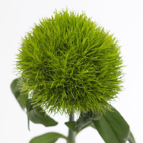 30x Dian.bar.kiwi mellow 60cm
