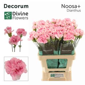 20x Dian.st.noosa+ 60cm