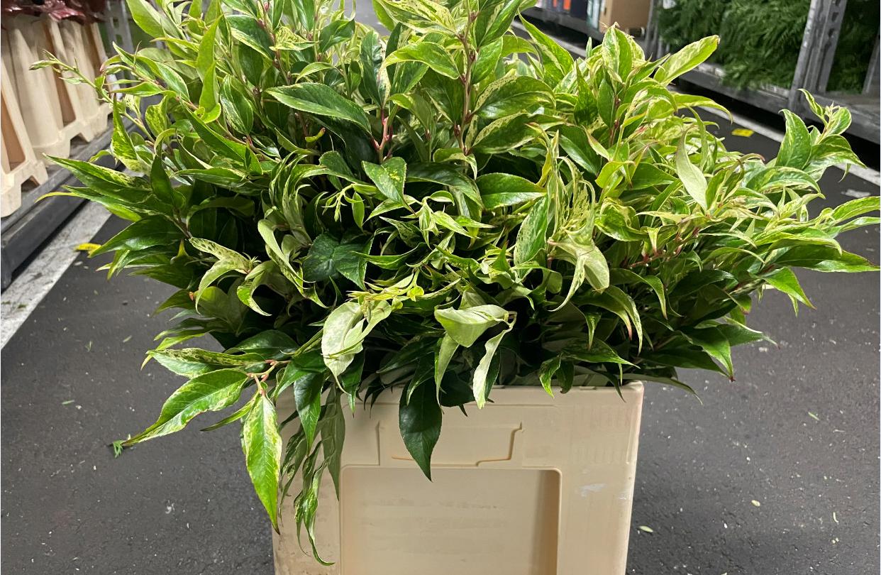 10x Sg leucothoe rainbow 50cm