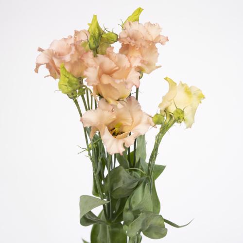 10x Eust.falda apricot en 70cm