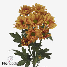 10x Chrysant kaya+ 70cm
