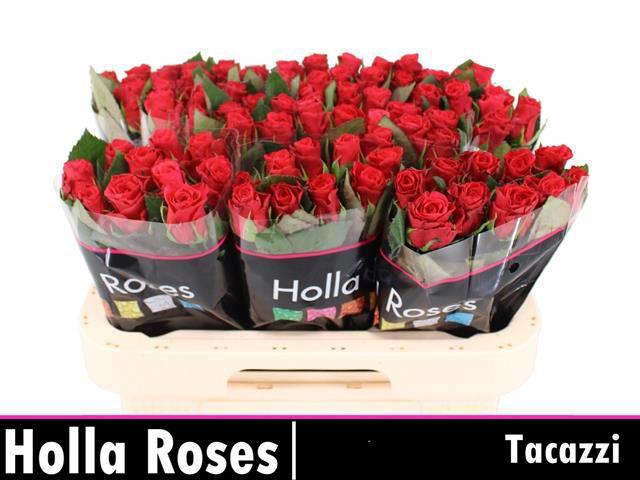 20x Rosa tacazzi+ 60cm