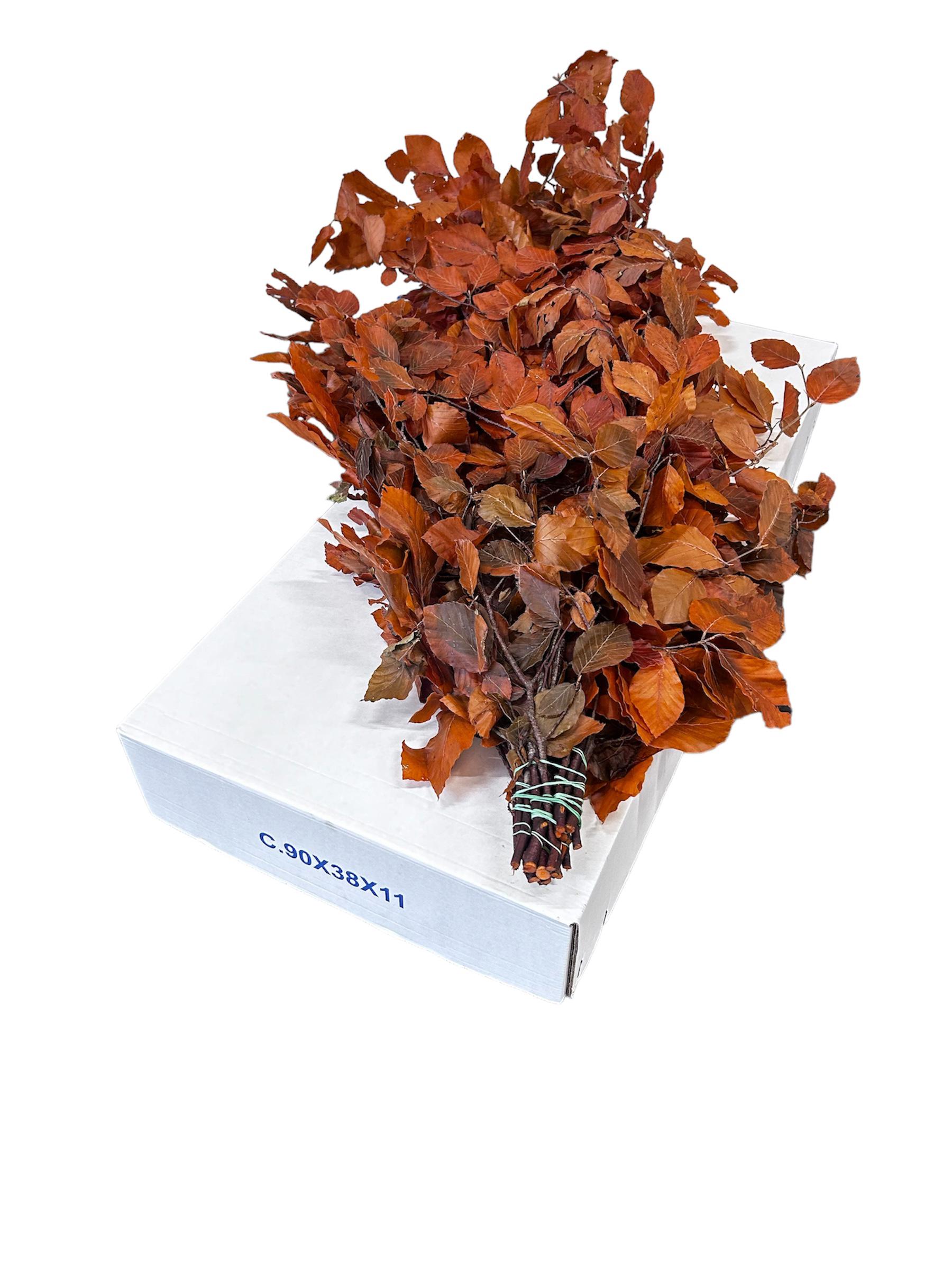 5x Dc fagus oranje gestabiliseerd 70cm