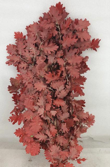 5x Dc quercus rood gestabiliseerd 50cm