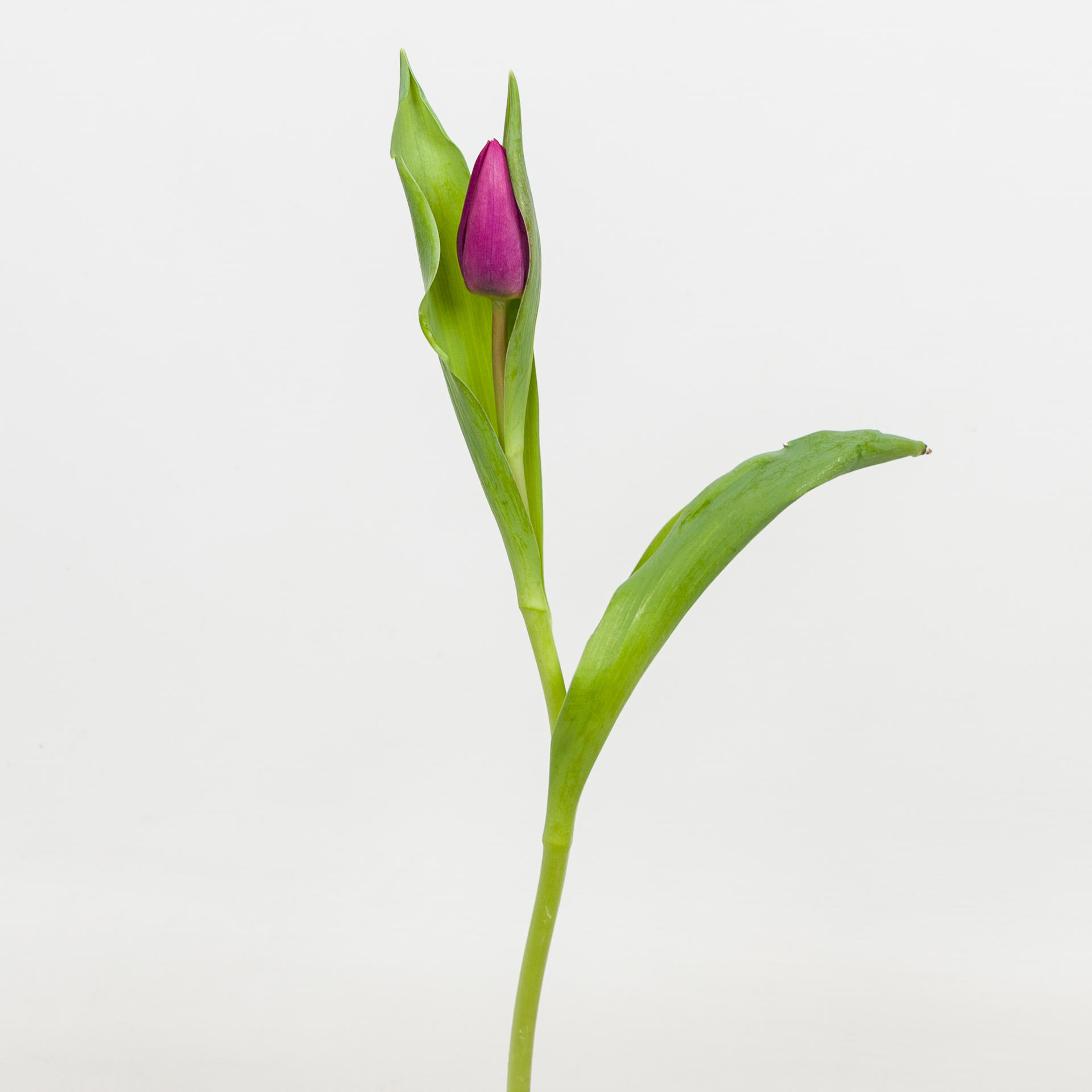 50x Tulipa purple prince en 30cm