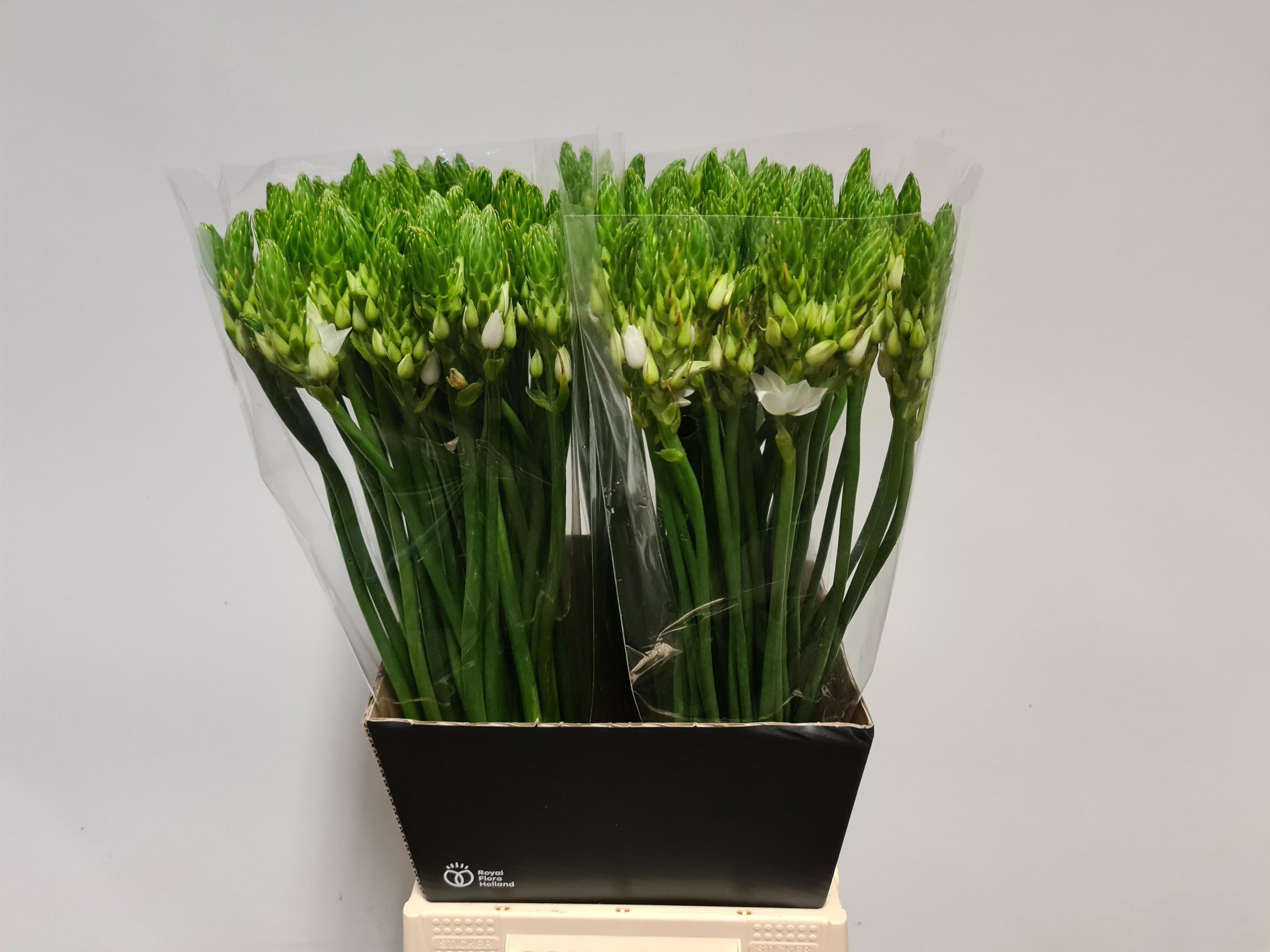 50x Ornit.thyrsoides 60cm