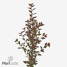 10x Physocarpus magical sweet cherry 80cm