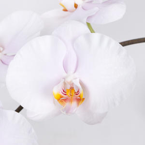 10x Phal.alpha 80cm