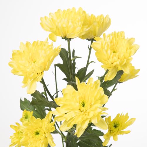 10x Chrysant baltica yellow 70cm