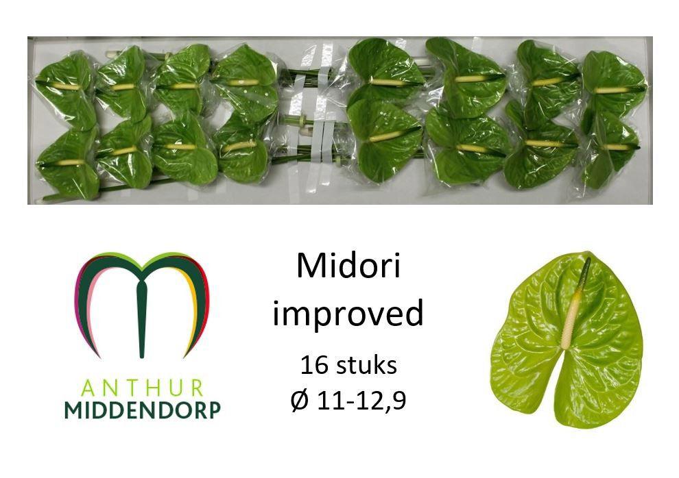 16x Anth.midori improved 10cm