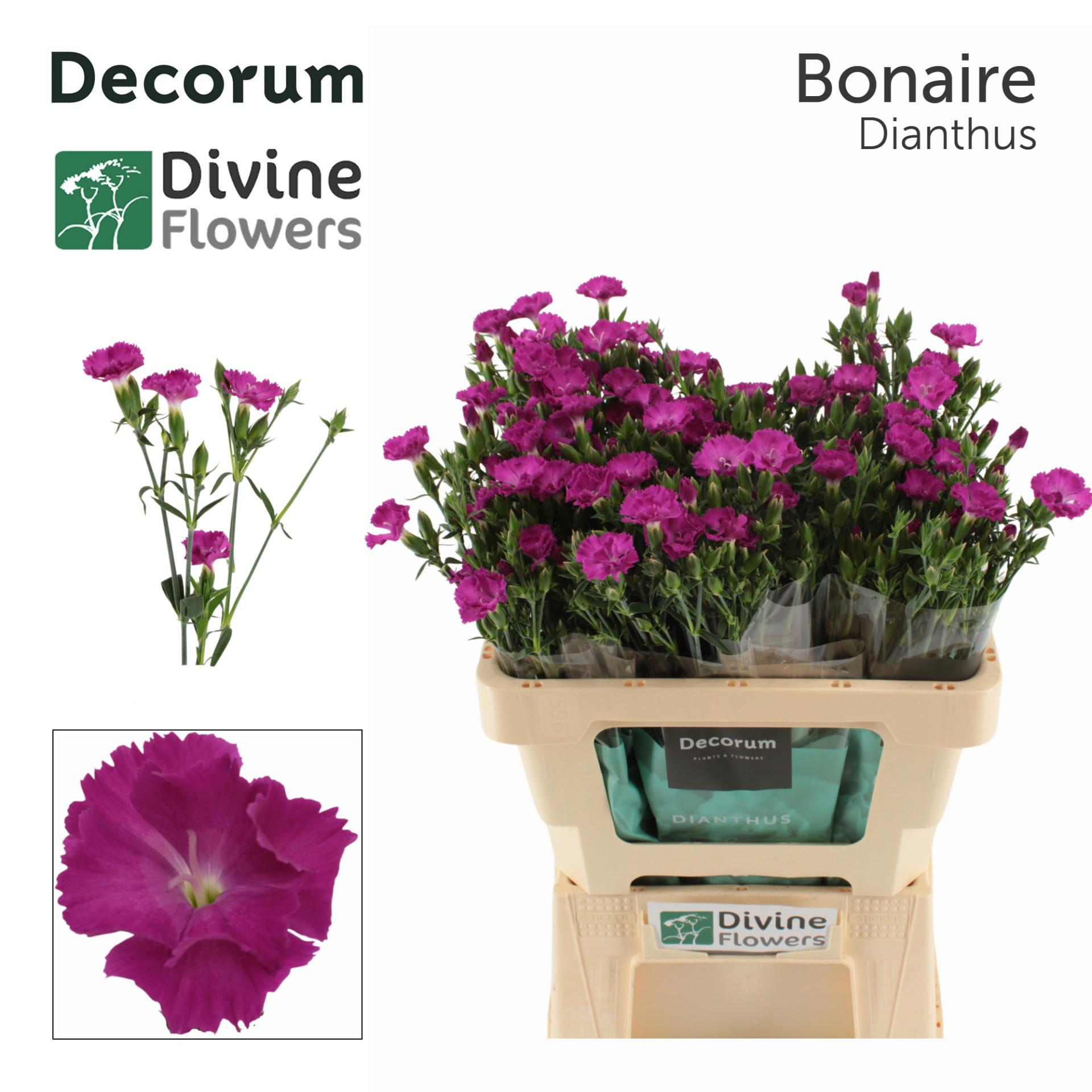 20x Dian.tr.raffine bonaire 60cm