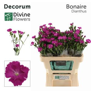 10x Dian.tr.raffine bonaire 60cm