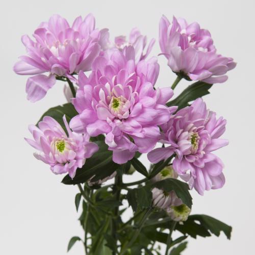 10x Chrysant baltica pink 70cm