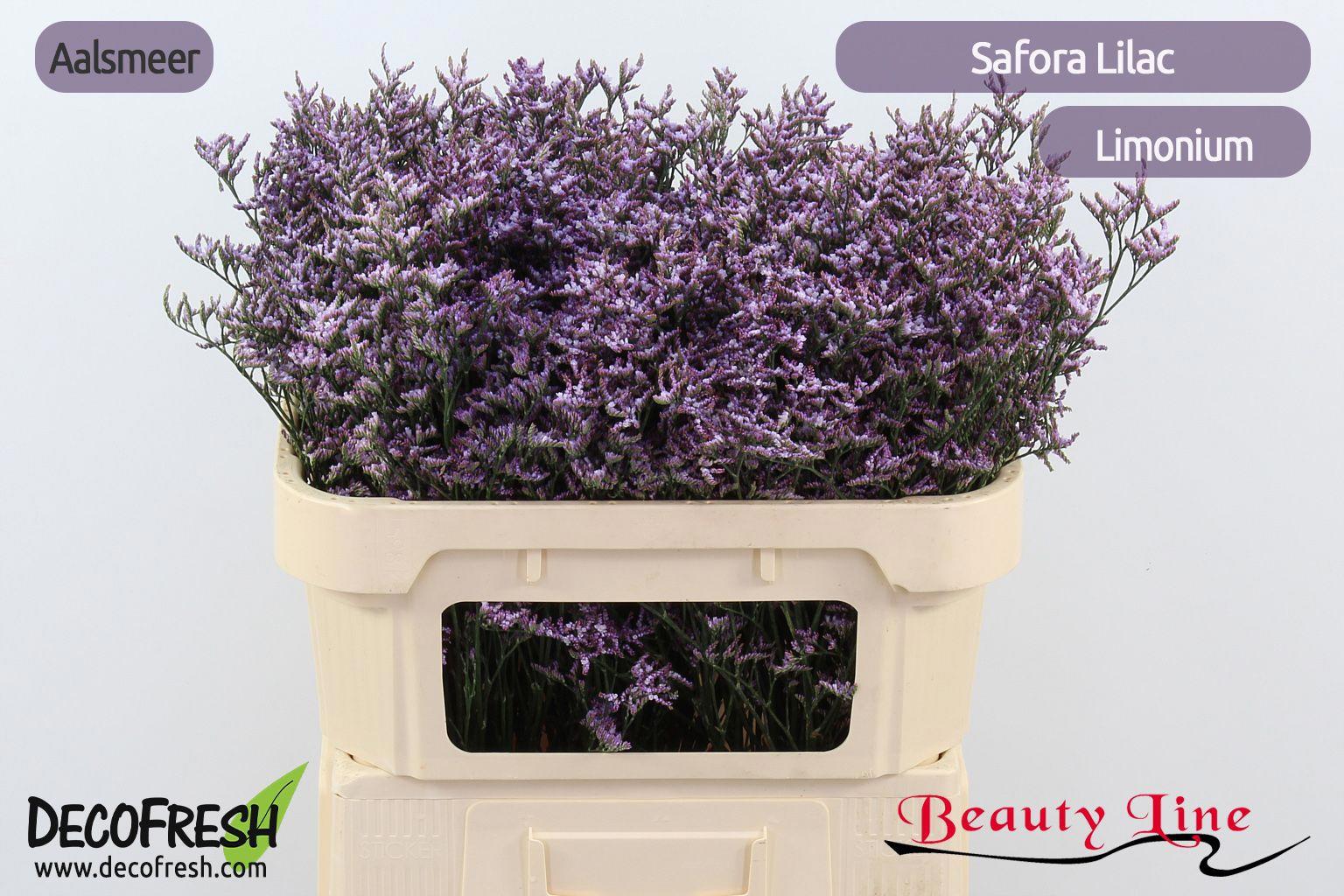 25x Lim.safora lilac 70cm