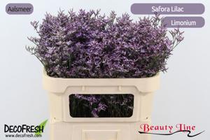 25x Lim.safora lilac 70cm