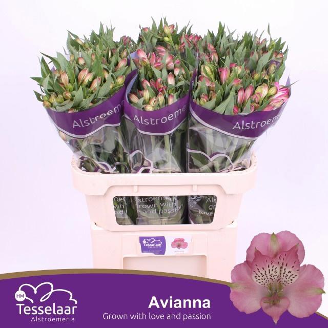 10x Alstroemeria avianna 70cm