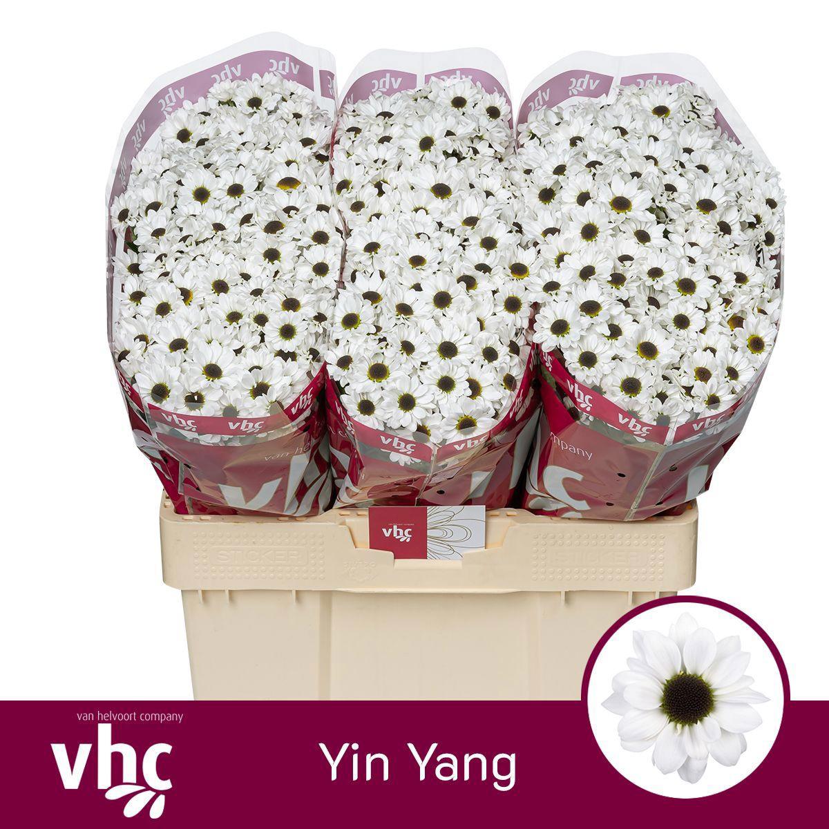 25x Chrysant san.yin yang 50cm