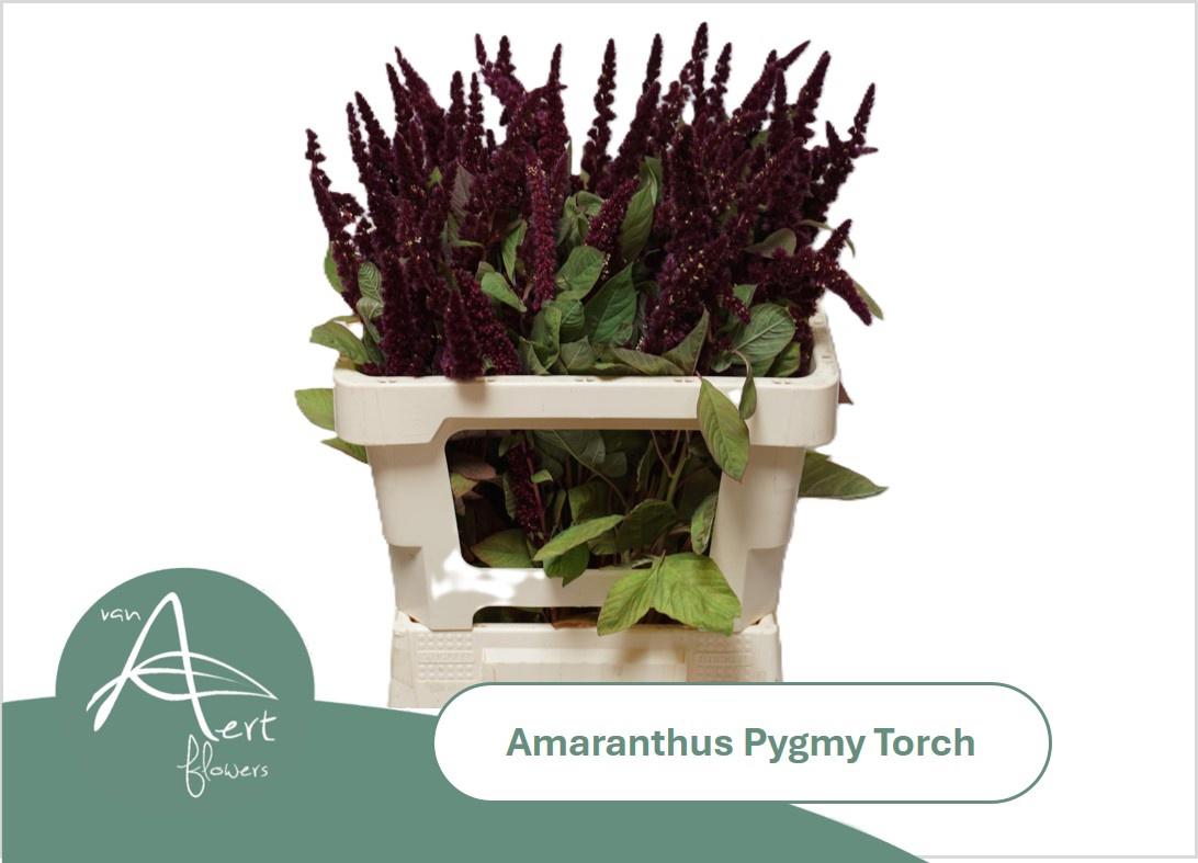 10x Amaran.pygmy torch 60cm