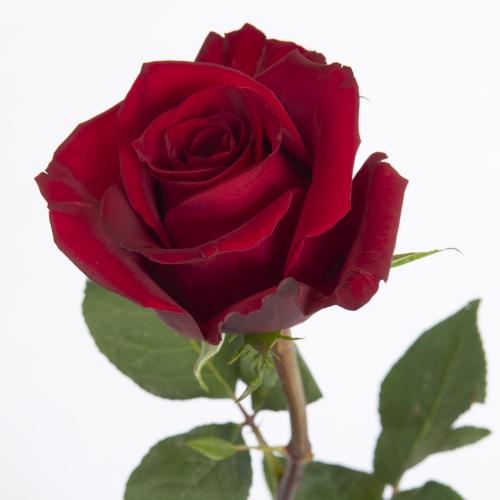 20x Rosa ever red 40cm