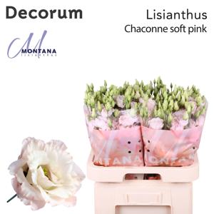 10x Eust.chaconne soft pink du 70cm