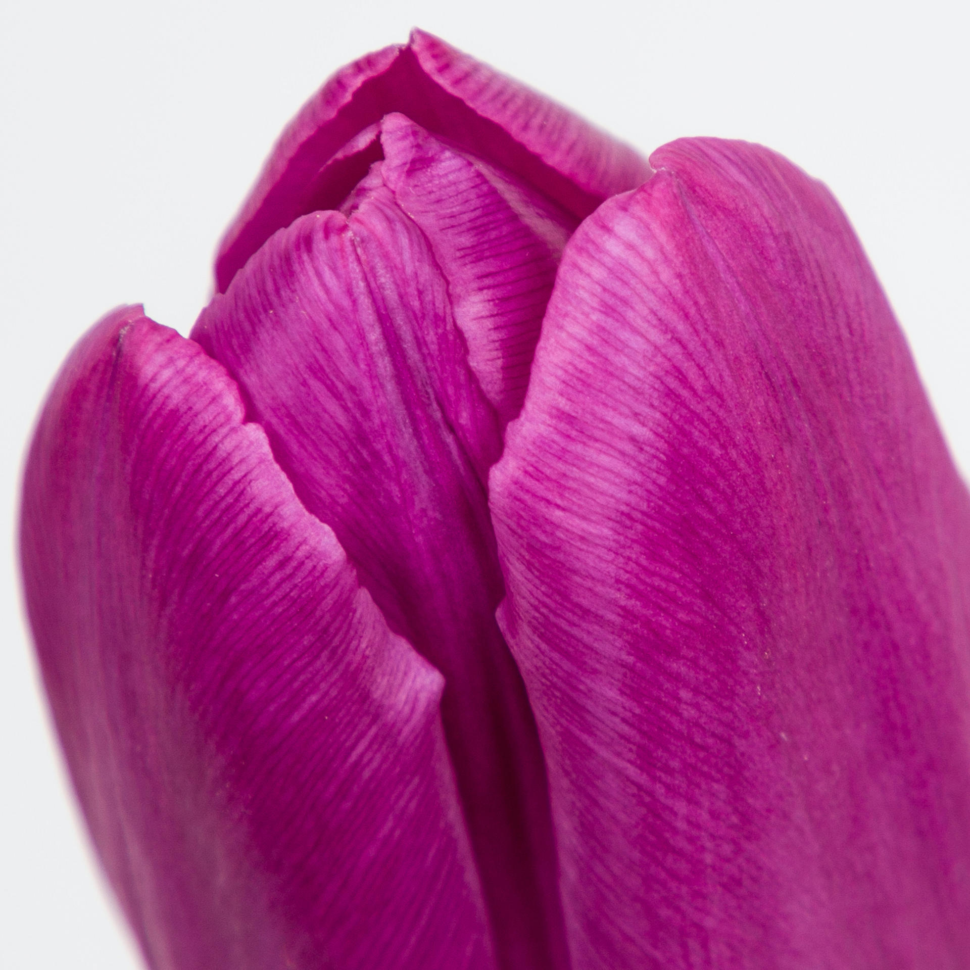 50x Tulipa purple prince en 30cm