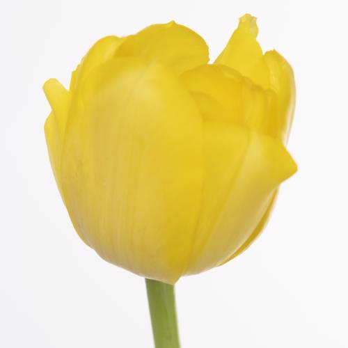50x Tulipa double trouble du 40cm