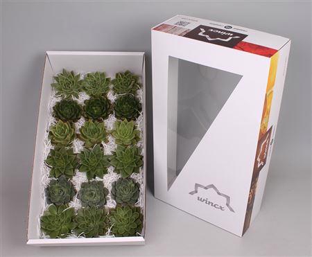 18x Echeveria green mix var.wincx