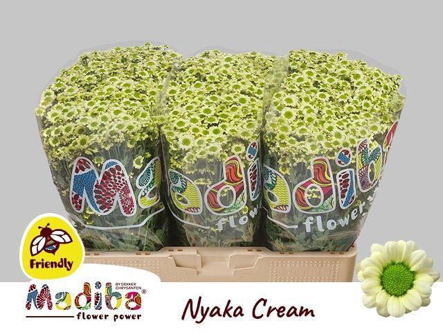 25x Chrysant san.madiba nyaka cream 50cm