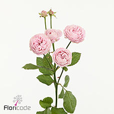 10x Rosa dilola 60cm