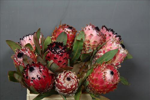 10x Prot.magn.barbigera 40cm