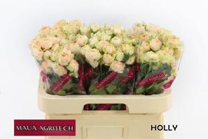10x Rosa holly 60cm