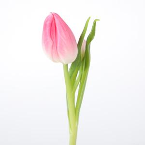 50x Tulipa bolroyal pink en 30cm